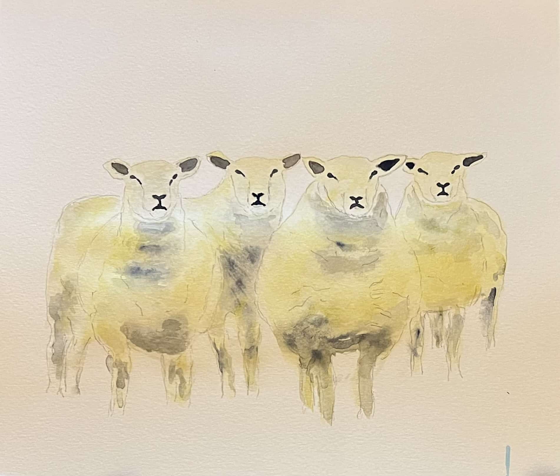 Sheeps