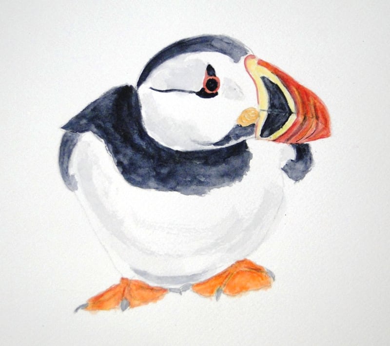 Puffin
